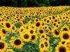 Field of Sunflowers Kentucky
